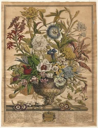 Zwölf Monate der Blumen: September, 1730