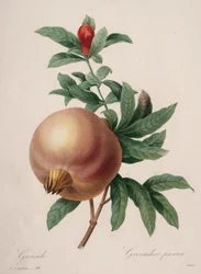 Auswahl der schönsten Blumen...schönsten Früchte: Granatapfel
