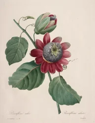Auswahl der schönsten Blumen...schönste Früchte: Geflügelte Passionsblume