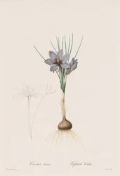 Die Liliengewächse: Crocus Sativus