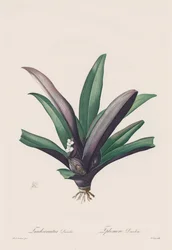 Die Liliengewächse: Tradescantia discolor