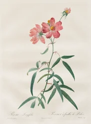Die Rosen: Rosa Longifolia