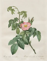 Die Rosen: Rosa Villosa Terebenthina