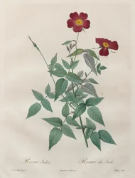 Die Rosen: Rosa indica