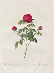 Provence- oder Französische Rose