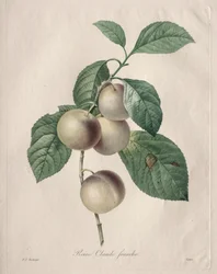 Reine-Claude-Pflaume