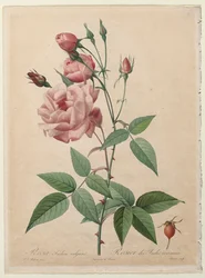 Die Rosen: China- oder Bengal-Rose