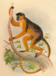 Bay Guereza, 1897