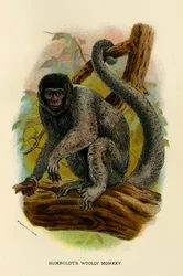 Humboldts Wollaffe, 1896