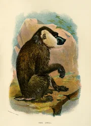 Die Übung, 1896