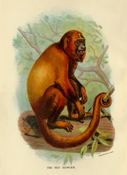 Der rote Brüllaffe, 1896