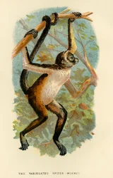 Der Bunte Spinnenaffe, 1896