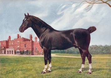 Hackney-Hengst Danegelt, ca. 1905-1910