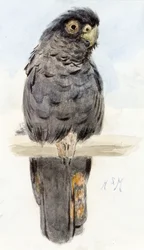 Ein schwarzer Kakadu, ca. 1890