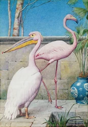 Pelikan und Flamingo