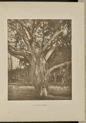 Banyanbaum mit jungen Luftwurzeln