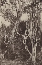 Ruinenstädte von Ceylon: Kotuwa