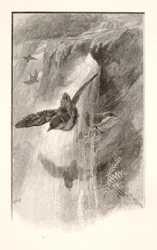 Der Vogel, der in Wasserfällen lebt