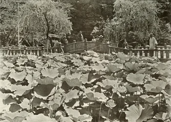 Ein Lotus-Teich, 1910
