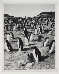 Adeliepinguine am Kap Royds