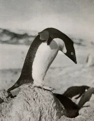 Ein Adeliepinguin kurz vor dem Tauchen, ca. 1910-1913, 1913