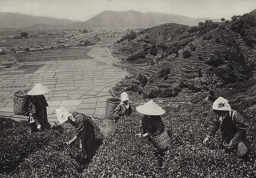 Japan in den 1920er Jahren: Teeernte