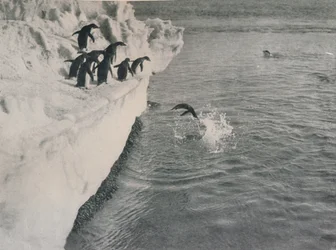 Pinguine tauchen, um 1911, 1913