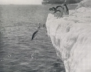 Tauchende Pinguine, ca. 1911, 1913