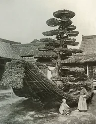 Die Kiefer-Junk am Kinkakuji, 1910