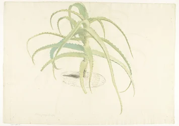 Aloe perfoliata