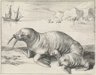 Walross bei Spitzbergen