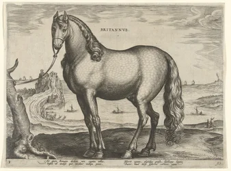 Pferd aus der Bretagne