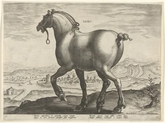 Pferd aus Sachsen