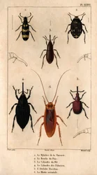 Die Mylabra der Chicorée, die Erbsenbruche, das Weizengitter, das Palmengitter, der Hitch Bacchus, die orientalische Schabe. Fauna der Ärzte oder Geschichte der Tiere und ihrer Produkte von Hippolyte Cloquet - Band 6 - 1825