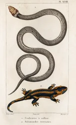 Die Halsbandnatter, Landsalamander. Fauna der Ärzte oder Geschichte der Tiere und ihrer Produkte von Hippolyte Cloquet - Band 6 - 1825.