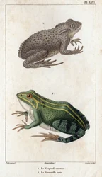 Die gemeine Kröte und der grüne Frosch. aus „Fauna der Ärzte oder Geschichte der Tiere und ihrer Produkte von Hippolyte Cloquet“ - Band 6 - 1825