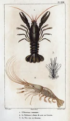 Der gemeine Flusskrebs, der Palemon mit Sägezähnen oder Garnele, sein Kopf von unten gesehen. Fauna der Ärzte oder Geschichte der Tiere und ihrer Produkte von Hippolyte Cloquet - Band 6 - 1825