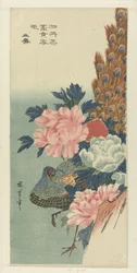 Pfau und Pfingstrosen