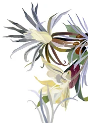 Elegante, bartähnliche Blumen