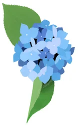 Hortensie