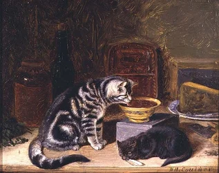 Zwei Katzen