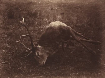 Toter Hirsch, 1857