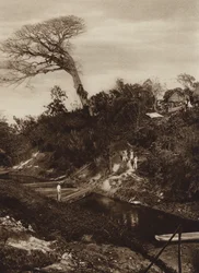 Mexiko: Flusspanorama mit Ceiba-Baum, Bundesstaat Vera Cruz