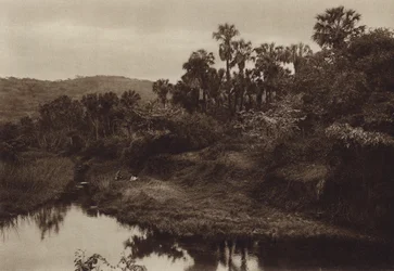 Mexiko: Tamasopo, Palmenlandschaft