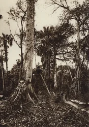 Mexiko: Tamasopo, Panorama des unberührten Waldes