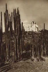 Mexiko: Zapottlan, "Cereus bavosus"