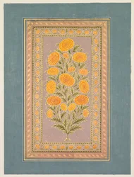 Blühende Ringelblume, ca. 1765