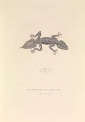 Der Gymnodactyle Phyllure