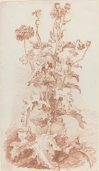 Mohnblumen mit Samenkapseln