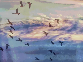 Fliegende Gänse Sonnenuntergang Himmel